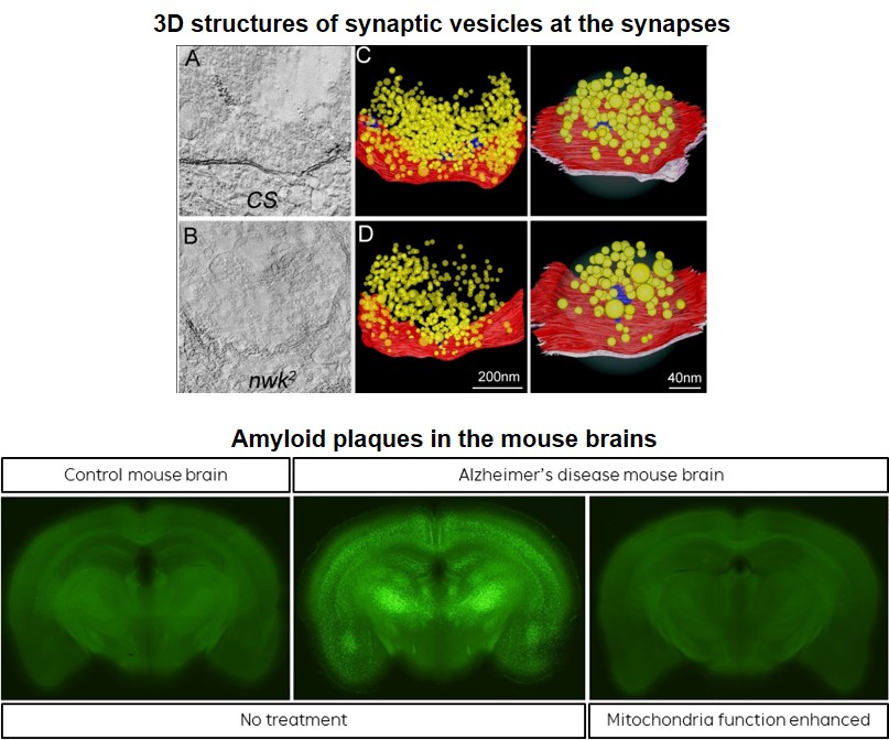 분자신경유전학연구