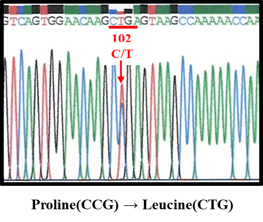 프리온 유전자 102번 아미노산에 돌연변이(P102L)가 있는 환자의 염기서열 분석 결과